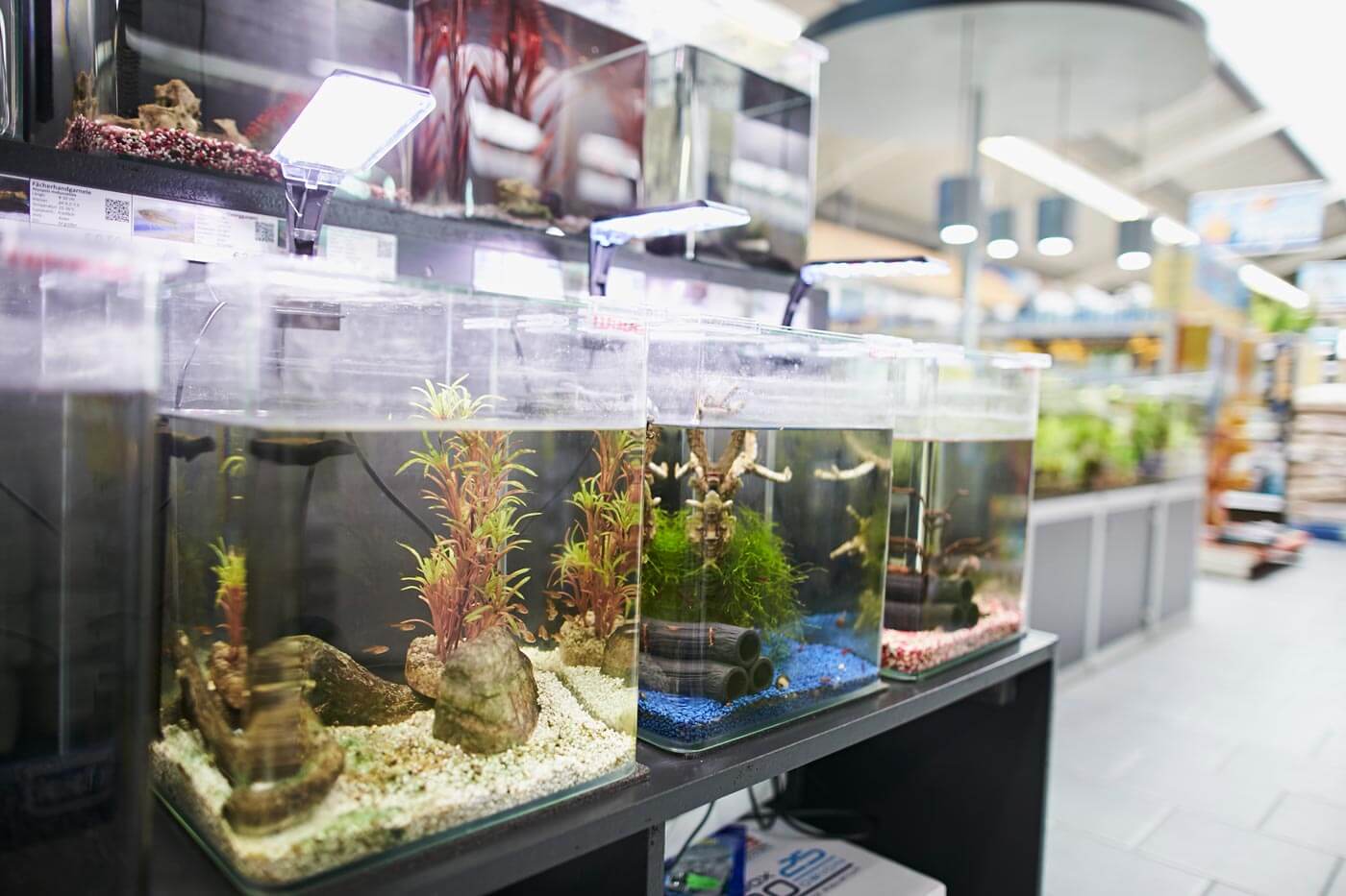 Aquarien in verschiedensten Größen mit Wasserpflanzen